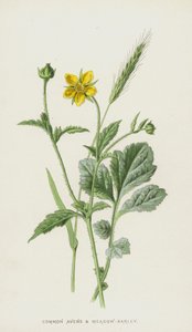 Gewone Avens en Weidegerst