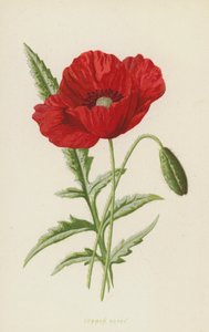 Klaproos door Frederick Edward Hulme