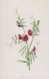 Gewone Wikke door Frederick Edward Hulme