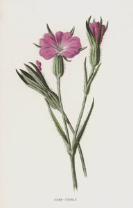 Bolderik door Frederick Edward Hulme