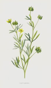 Korenbloem door Frederick Edward Hulme