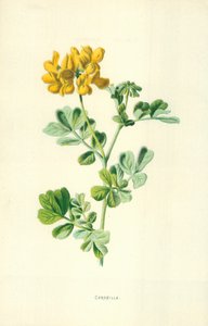 Coronilla door Frederick Edward Hulme