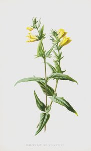 Koewet of Melampyrum door Frederick Edward Hulme