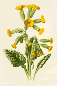 Sleutelbloem, 1877