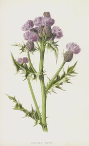 Akkerdistel