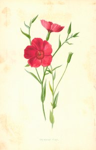 Karmozijnrode vlas