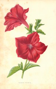 Karmozijnrode Petunia