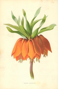 Keizerskroon