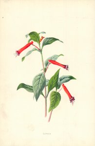 Cuphea door Frederick Edward Hulme