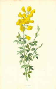 Cytisus