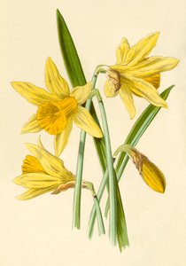 Narcis
