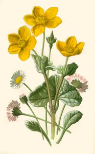 Madeliefje & Moerasgoudsbloem, 1877