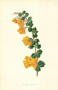 Darwin