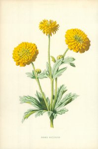 Dubbele boterbloem