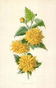 Dubbele Kerria