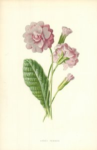 Dubbele sleutelbloem door Frederick Edward Hulme