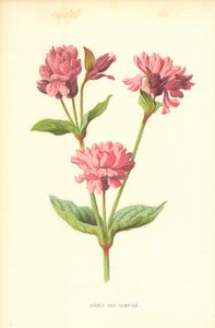 Dubbele Rode Koekoeksbloem