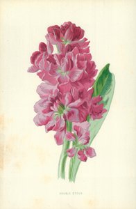 Dubbele Stock door Frederick Edward Hulme