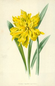 Dubbele Trompetnarcis door Frederick Edward Hulme