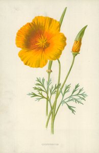 Eschscholtzia