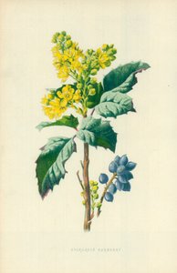Wintergroene berberis door Frederick Edward Hulme