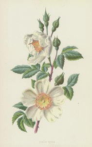 Hondsroos door Frederick Edward Hulme
