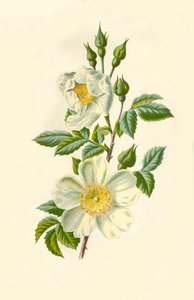 Veldroos, 1877