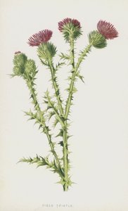 Akkerdistel