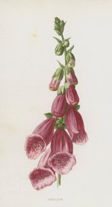 Vingerhoedskruid