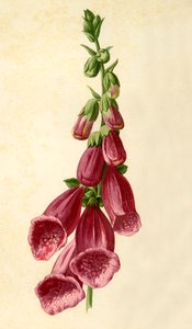Vingerhoedskruid, 1877