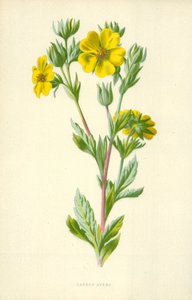 Geum urbanum