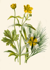 Goudlokje. Water Ranunculus, 1877