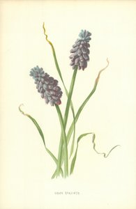 Blauwe Druif door Frederick Edward Hulme