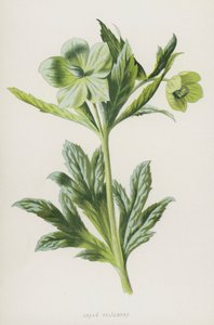 Groene Nieskruid