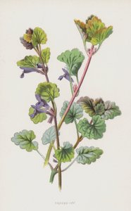 Hondsdraf door Frederick Edward Hulme