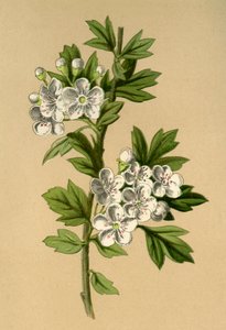 Meidoorn, 1877