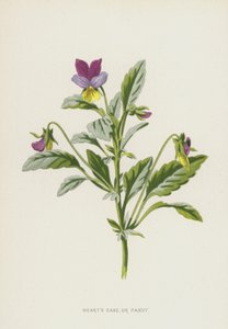 Driekleurig Viooltje