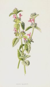 Steentijm door Frederick Edward Hulme