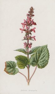 Heggenwikke door Frederick Edward Hulme