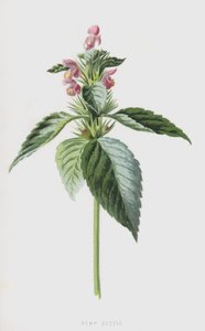 Hennepnetel