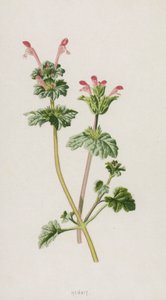 Dove Nettle door Frederick Edward Hulme
