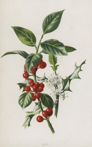 Hulst