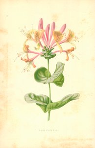 Kamperfoelie door Frederick Edward Hulme