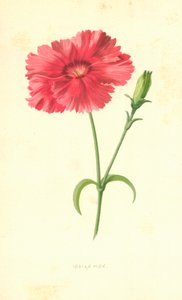 Indiase Roze