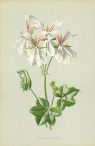 Klimopbladige geranium