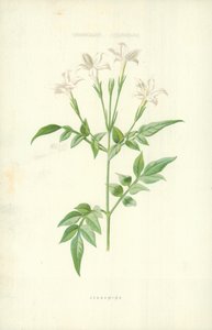Jasmijn door Frederick Edward Hulme