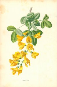 Goudenregen