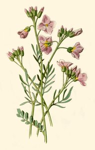 Vrouwenmantel, Bitterkers of Koekoeksbloem, 1877 door Frederick Edward Hulme