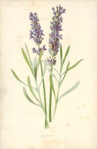 Lavendel
