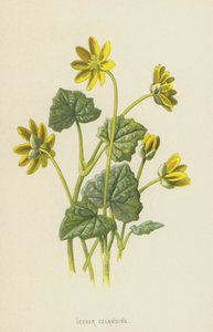 Gewoon Speenkruid door Frederick Edward Hulme